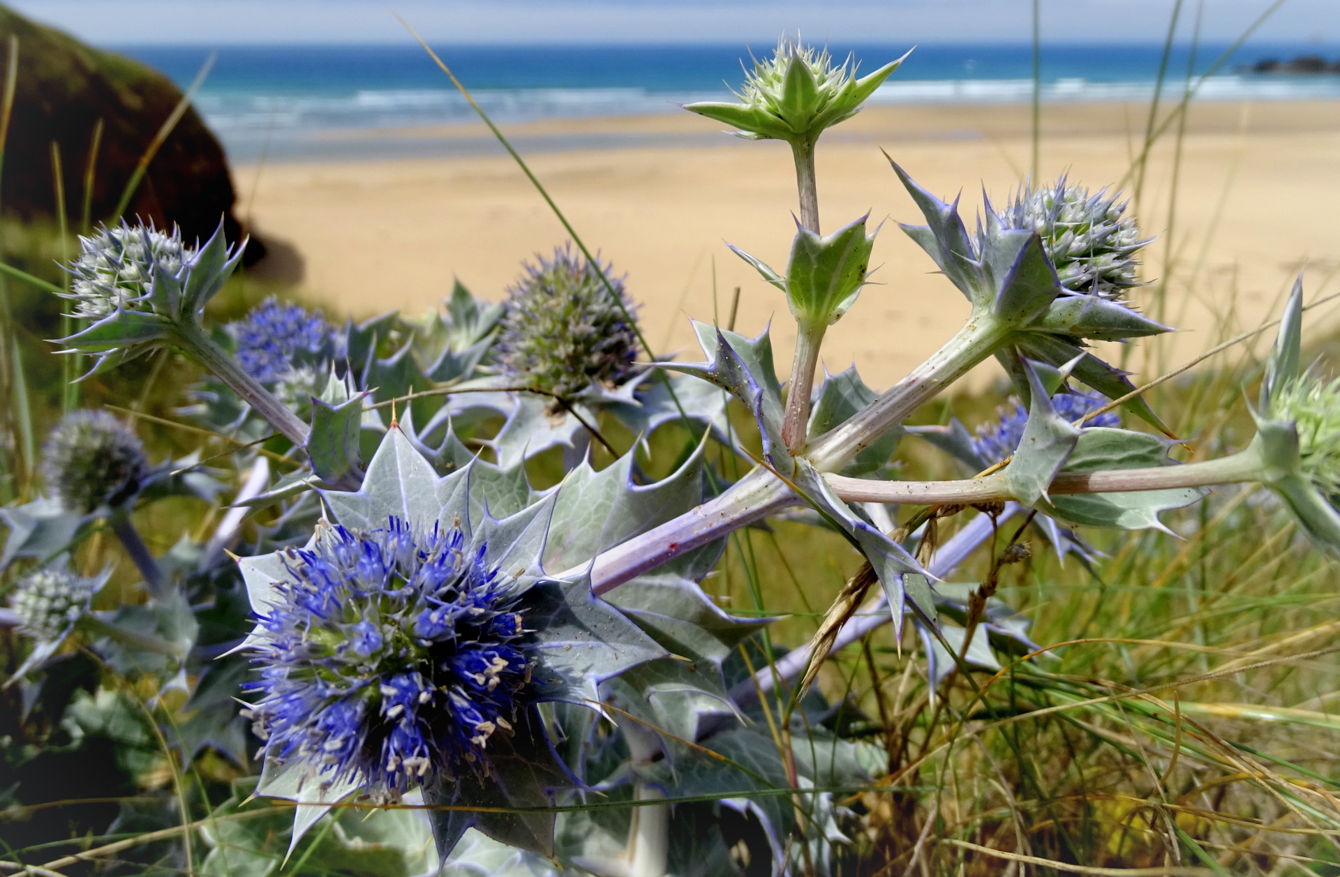 Presqu’île de Crozon : Mer, terre et ... Bretons (par Nicole Gareau)